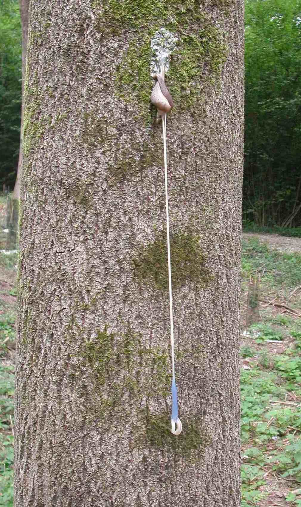 Copula a Varese: Limax redii